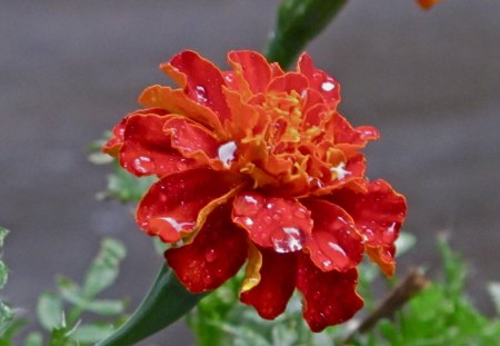 Let It Rain - rain drops, flower, petals, rain