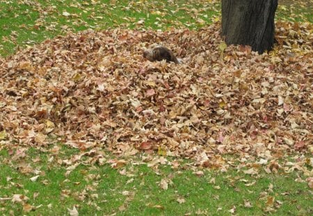 Dog of Fall - fall, dog, playing, leaves