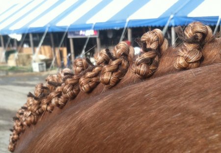 Braiding Time - show, horse show, braids, chestnut