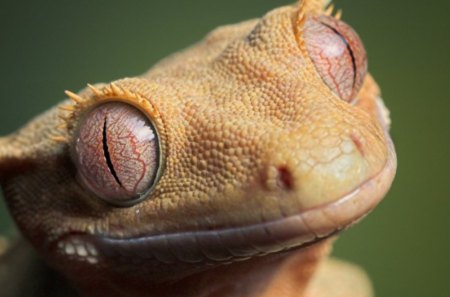 Crested Gecko - animals, crested gecko, photoshoot, dinasaurs, macro, other