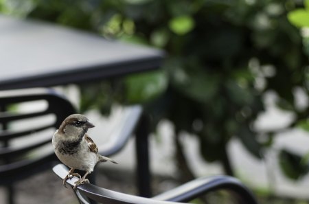 A Cute Sparrow In A Park - birds, photographhy, chair, sparrow, 1080p, garden, hd, cute, animals, park