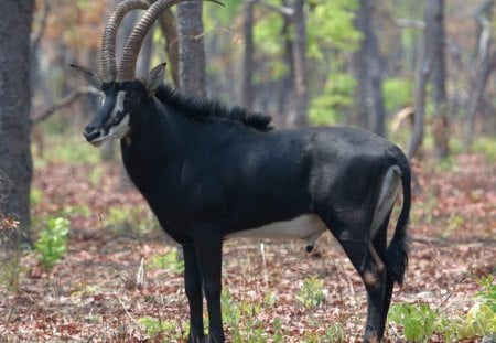 Sable_Antelope - animal, leaves, trees, horns