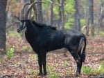 Sable_Antelope