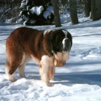 Saint Bernard in snow