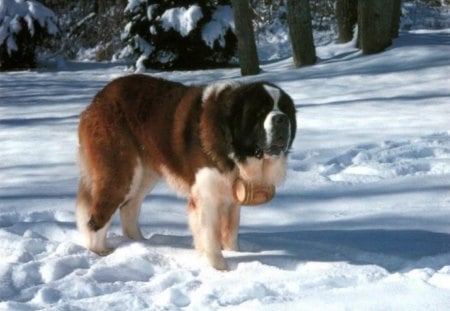 Saint Bernard in snow - snow, dog, trees, animal