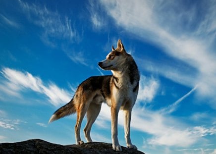 The_Wolf_Wallpaper - animal, wolf, rock, clouds