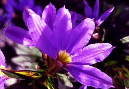 Purple - nature, purple, colour, flowers