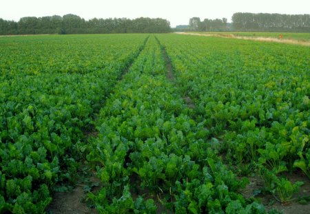 Crop - nature, crop, green, fields