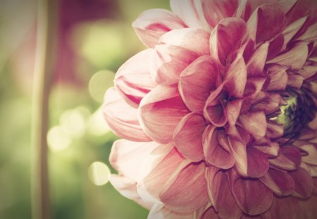 Flower - photo, flower, pink, nature