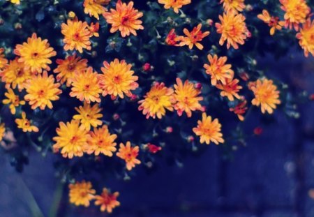 Flowers - flowers, photo, yellow, nature