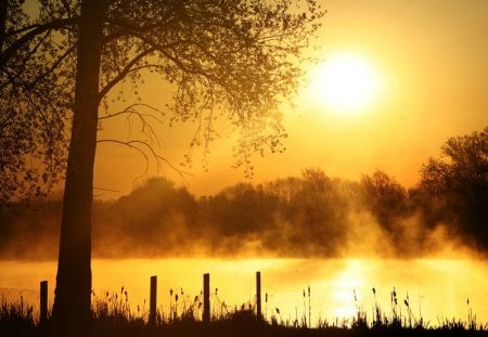 golden sunset - landscape, sun, grass, lake, fence, gold, tree, trees, sunset, nature