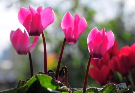 PINK CYCLAMEN - flowers, blooms, pot plants, gardens, cyclamen, pink