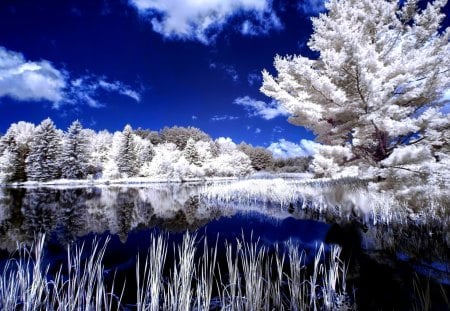 BEAUTIFUL LAKE - sky, lake, trees, infrared, blue