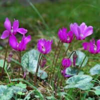 PURPLE CYCLAMEN