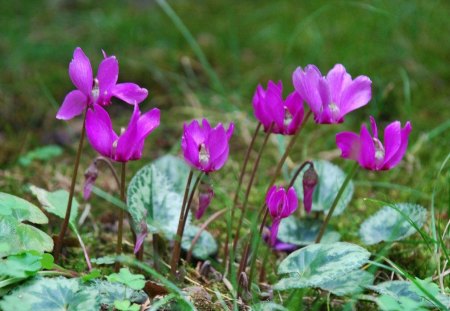 PURPLE CYCLAMEN - purple, leaves, blooms, gardens, flowers, grass, plants