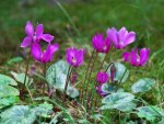 PURPLE CYCLAMEN