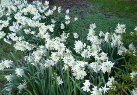 Innocent jonquils - white, jonquils, flowers, garden, spring