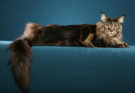 Maine Coon Cat - pets, domestic, maine coon, cats, animals