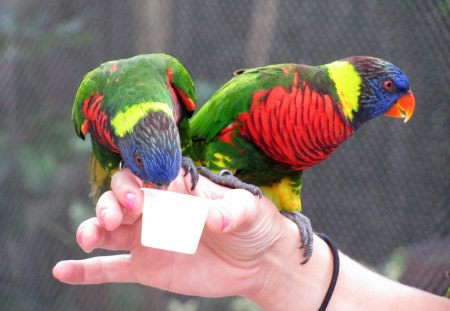 cute little parakeets - parakeets, birds, nature, busch gardens