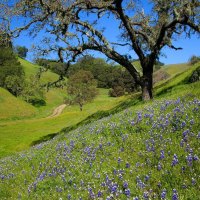 Beautiful Field of Lupins