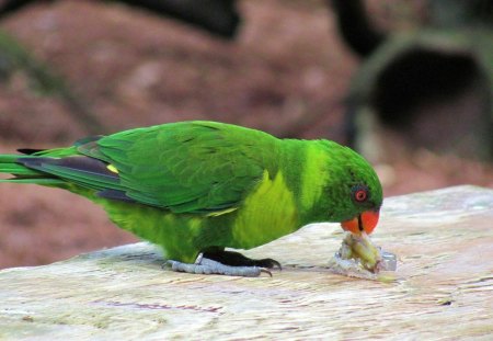 Green Parakeet - parakeet, pets, waterfowl, birds