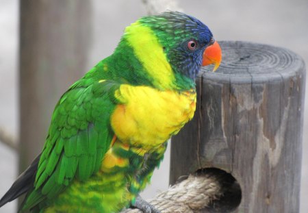 Perched for Admiring - nature, parakeet, pets, bird