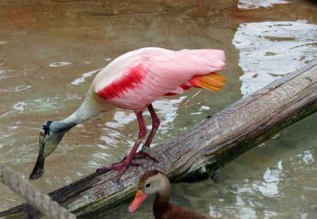 Spoonbill and Friend - bird, duck, waterfowl, flamingo