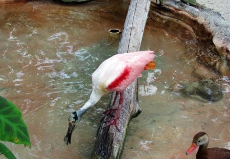 Spoonbill and Duck - flamingo, duck, waterfowl, birds