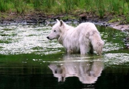 Morning Bath - wolf, water, predator, reflection