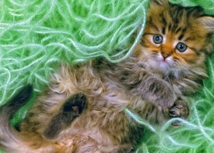 Kitten in green yarn - cat, lying, adorable, fluffy, kitty, funny, kitten, yarn, green, sweet, cute