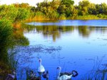 SWANS DAY OUT