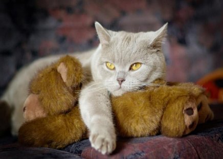 Cat - teddy, animals, kittens, cats