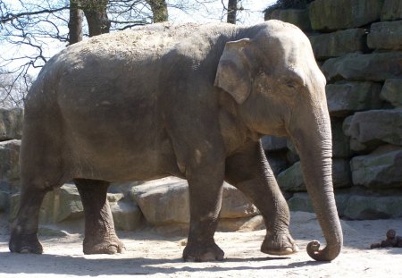 Walking Elephant - big, animal, elephant, walking, zoo, photo