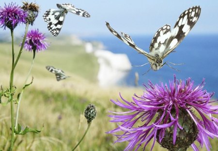 JUST FLUTTERING BY - purple, cliffs, flowers, ocean, grass, scotland, wings, butterflies, flight, fields, sea, thistle