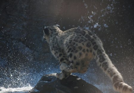 LEOPARDO