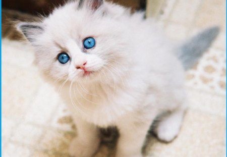 cute blueyes - blueyes, cute, cat, kitten