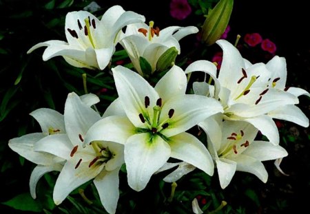 Lilies white flowers in magic - white, lilies, magic, flowers, in