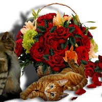 Enjoy roses and cats