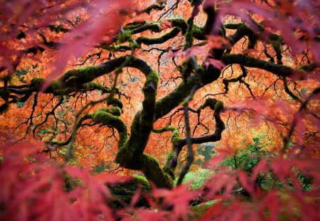 looking into another world - beauty, maple, tree, japanese