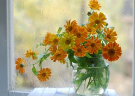 RAIN ON THE WINDOW - droplets, windows, glass, rain, water, still life, weather, yellow, flowers, daisies