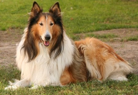 COLLIE SMILES FOR COLLIESMILE - ruff collie, animals, dogs, friends, companions, pets, collies