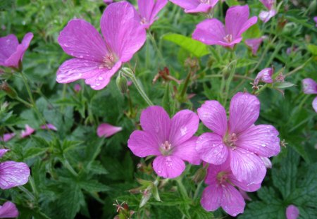 Crane´s-bill - green, summer, flowers, pink