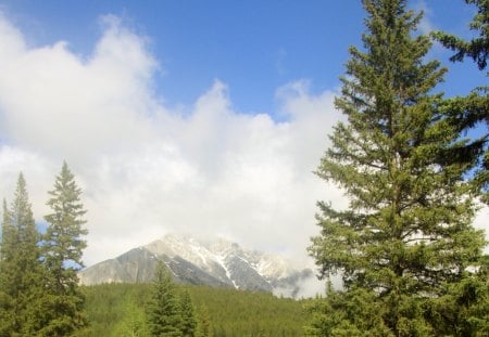 Snow in July Banff Alberta 06 - trees, green, photography, snow, mountains, sky