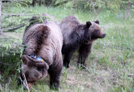 Bears at Lake Louise trip