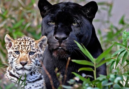 Two_Leopards - black, leopard, animals, leaves