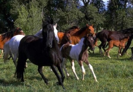 Wild horses - horses, field, grass, trees