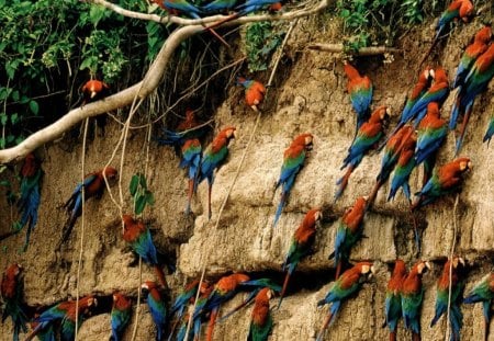 Wild Parrots - wings, branches, animals, birds