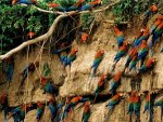 Wild Parrots