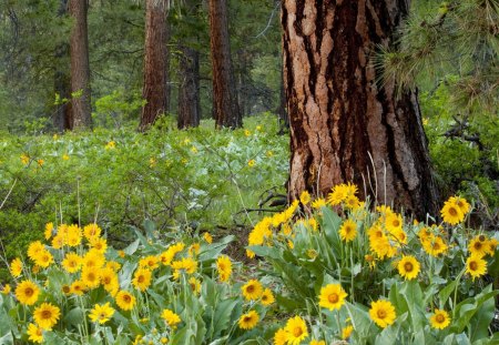 Forest of Flowers - pistils, multicolor, scenery, wood, scene, scenario, flowers, daisies, widescreen, trunks, plants, paysage, colors, petals, wildflowers, paisage, picture, background, wallpaper, daisy, landscape, photo, desktop, leaves, forests, view, paisaje, grove, branches, trees, image, photography, photoshop, scenic, peisaje, pc, herbes, paisagem, colorful, cenario, panorama, cena, leaf, foliage