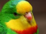 Sweet parrot